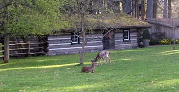 Comox-Deer-on-the-lawns-of-Filberg_Heritage_Lodge