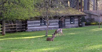 Comox-Deer-on-the-lawns-of-Filberg_Heritage_Lodge