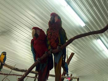 Coombs-Parrot-Refuge1