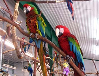 Coombs-Parrot-Refuge2