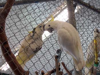 Coombs-Parrot-Refuge4