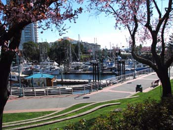 Nanaimo-Marina-from-waterfront-boardwalk