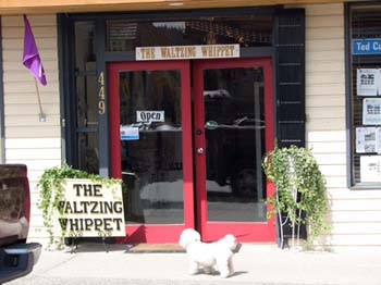 Sunshine-Coast-Gibsons-Looking-for-the-waltzing-whippet