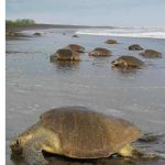 Turtle Trekking – In Search Of Costa Rica’s Arribadas