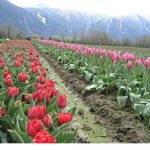 Fields of Dreams in the Fraser Valley