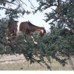 The Tree Climbing Goats of Tioute