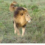 Safari Smitten in Kenya
