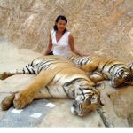 Meeting With Tigers in Thailand