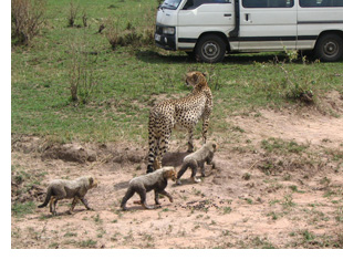 mother cheetah and cubs in Kenya safari