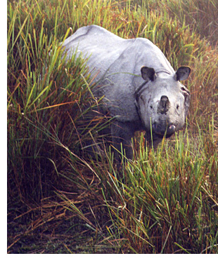 One-horned rhino in Kaziranga National Park