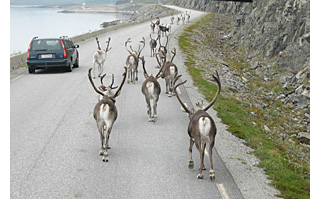 reindeer on road in norway