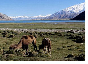 Camels near Lake Karakul
