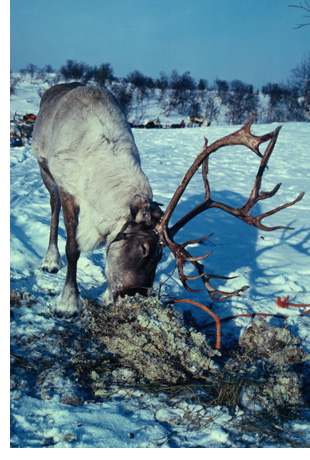Feeding reindeer in Lapland