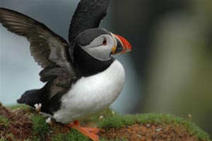 shetland islands puffin