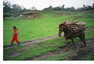 A horse helps bring home the wood