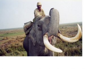 Kaziranga National Park elephant