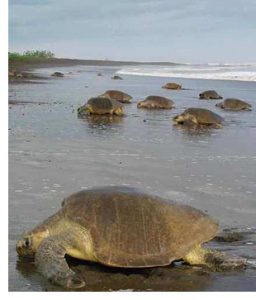 costa rica turtles arribadas