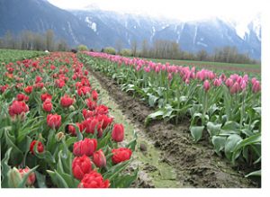 Tulip field, Fraser Valley, BC