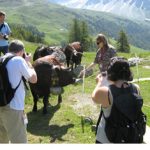 Hérens Cattle of the Swiss Alps fight with Udders – and that’s no bull