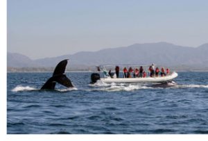 whale watching tours