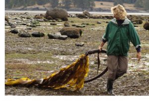 kelp on sooke beach