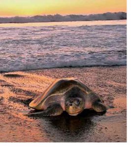 turtle at sunset