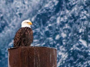 Harrison River bald eagle