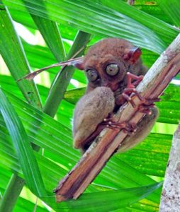 Tarsier in Philippines Bohol