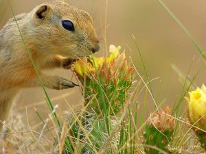 Drumheller Alberta squirrel