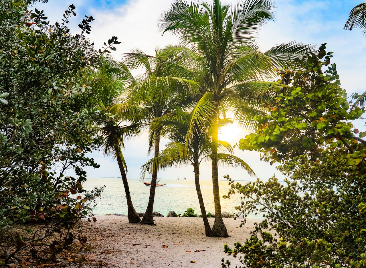 Palm trees on a beach in Miami.