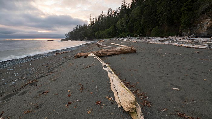 A driftwood-covered sandy beach with calm waves and a dense forest lining the shore.